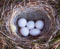 文鳥 産んだ 卵 捨てる 個数