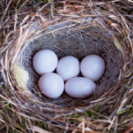 文鳥が産んだ卵を捨てる？産む個数ってどれくらい？