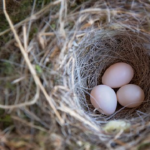 文鳥の産卵期間！卵を孵化させる温度、日数、自立と育て方！
